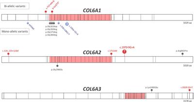 Retrospective clinical and genetic analysis of COL6-RD patients with a long-term follow-up at a single French center